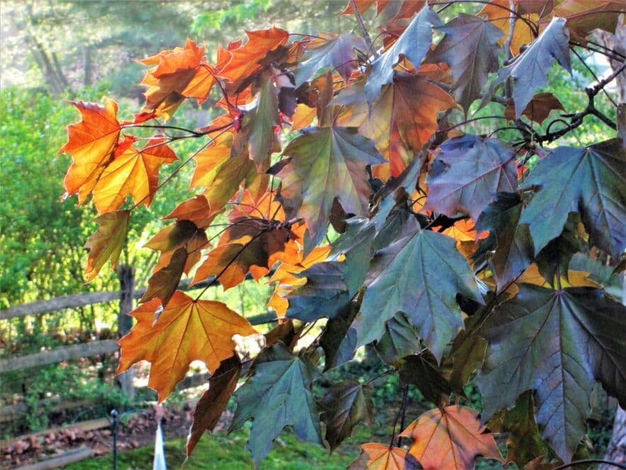 Tasmania targets care sector with Youth Career Facilitator Pilot expansion